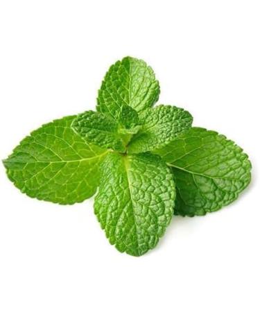 Fresh Mint Leaf Bunch | Double Bunch | Vegetarian | Mint Indian herb | Fresh Leaf | Fresh Mint Leaves | Indian Origin | Approx 250-300g| Next Day Shipping By Seelans - Buy Online on GoSupps.com