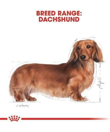 Royal Canin Dachshund Adult Mousse | Double Pack | 2 x 12 x 85 g | Complete Food for Dogs | for Adult Dachshunds | May Help Protect Bones and Joints - Buy Online on GoSupps.com