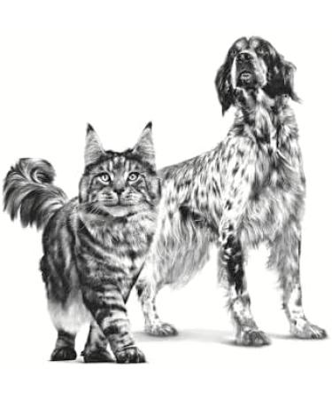 Royal Canin Veterinary Recovery | 12 x 195g | Complete Dietary Food for Adult Dogs and Cats | Ultra Soft High Protein Foam - Buy Online on GoSupps.com