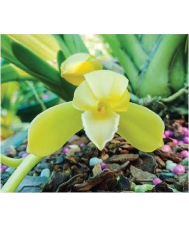 Rynan Flowermate 240 Smart Fertilizer 90 Days 150g jar - Buy Online on GoSupps.com