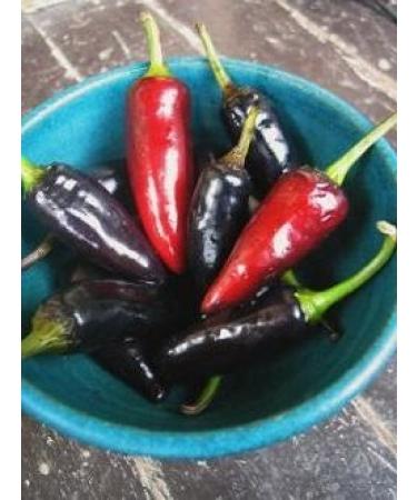10 Semi di PEP751 Repubblica Nero (Medium Peperoncino)