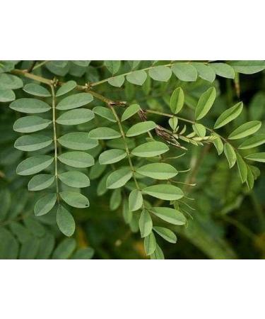AOZA i Neel Leaves Powder 200 gm - Buy Online on GoSupps.com