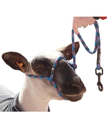 Sullivan Supply Sheep or Goat Halter with Snap Lead Black, Pink, Teal (Blue Fusion)