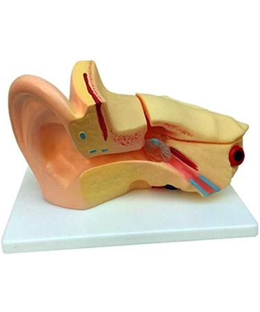 3 Times Ear Anatomical Model Ear Anatomy Teaching Mold of Life Size Large Ear Canal Structure Model