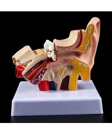 Desk Model Human Anatomy Ear 1.5-fold Size Model of Medical PVC Plastic - Buy Online on GoSupps.com