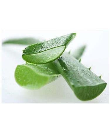 Seelans Fresh Aloe Vera Leaves | 4 Piece | Improve Skin and Prevent Wrinkles | Aloe Vera Juice Source of Antioxidants| Fresh Leaf | Indian Origin Next Day Shipping