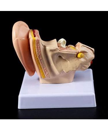 Desk Model Human Anatomy Ear 1.5-fold Size Model of Medical PVC Plastic - Buy Online on GoSupps.com