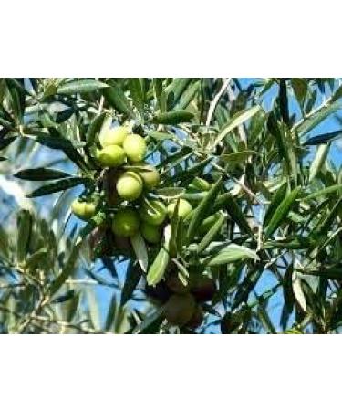 Truly Moroccan Extra Virgin Olive Oil Bottle 500ML | Rich In Antioxidants | Keto Friendly EVOO | Made With Pure Non-GMO Moroccan Olives - Buy Online on GoSupps.com