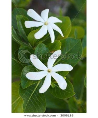 Luxuriant Monoi de Tahiti Oil Pure & Exotic Body Oil Natural Moisturizer All Natural Concentrated (4 oz) 4 Fl Oz (Pack of 1) - Buy Online on GoSupps.com