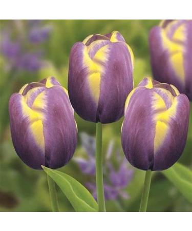 There are 5 varieties to choose from Tulip bulbs Summer flower bulbs Double flowering tulip bulbs - Buy Online on GoSupps.com