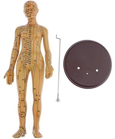 48Cm Model Anatomy Professional Medical Acupuncture Female with Meridian Points Soft Vinyl Material - Buy Online on GoSupps.com