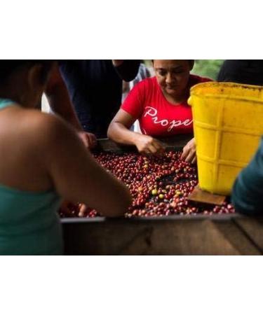 Rave Coffee - Colombia El Carmen (Suarez Project) Green Coffee Beans 500g - Home Roasting - Buy Online on GoSupps.com