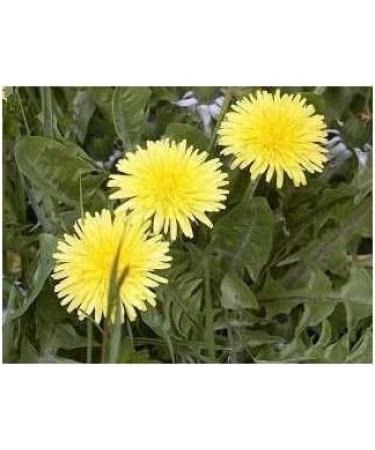 Dandelion leaf 250 g Powder Taraxacum dens leonis - Buy Online on GoSupps.com