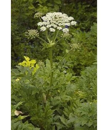 Heracleum Persicum Golpar Agelica Organic and Hand picked 35 g  - Buy Online on GoSupps.com