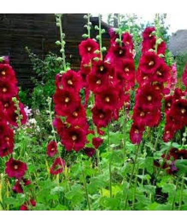 20 Gum Drop Semi di Coneflower