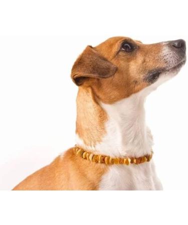 AmberPetCare Baltic Amber Necklace for Dogs & Cats | Raw Amber Pet Accessories | Natural Pet Care - Buy Online on GoSupps.com