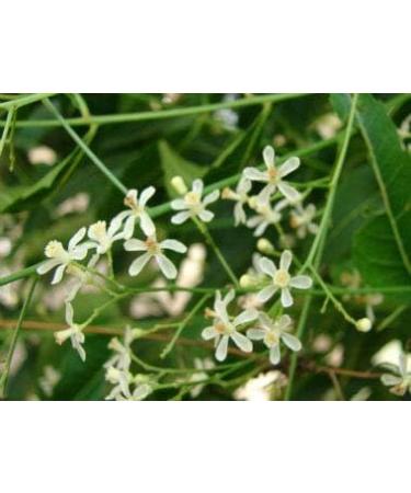 neotea Azadirachta Indica Neem Flower Powder Veppam Poo 200 GM | Neem Flower(Veppam) Powder | Pure & Herbal (Neem) Pushpam Poo | Premium & Organic Indian Lilac Flower Poo - Buy Online on GoSupps.com