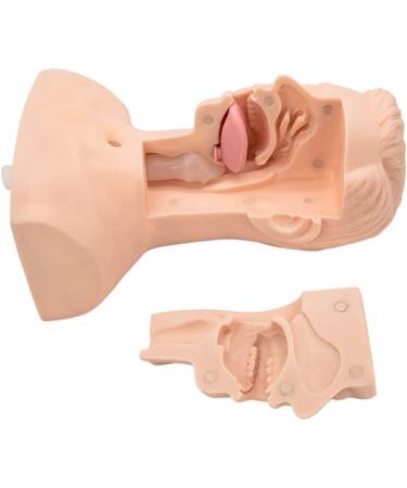 CHROX PVC Nasal Cavity Oral Suction Training Model (Medical Model) Advanced Suction Practice Model for Nursing Medical Training - Buy Online on GoSupps.com