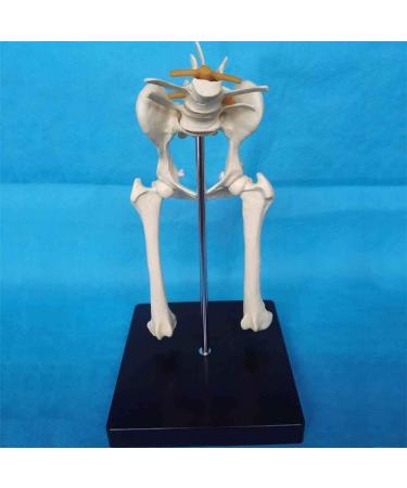 Dog Hip Joint Skeleton Medical Model Veterinary Education Demonstration Dog Ventilation Model Dog Skeleton Pet Veterinary Education Animal Model - Buy Online on GoSupps.com