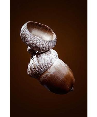 Acorn Coffee Substitute Health Embassy 100g - Buy Online on GoSupps.com