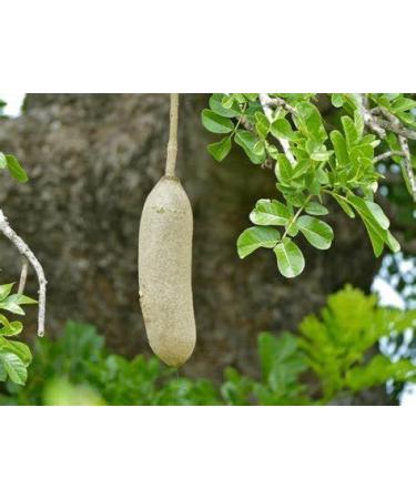  al badil Sublimating Luscious Shapes and Curves Oil Akpi Kigelia Fenugreek Natural Firming & Shaping Care - Buy Online on GoSupps.com