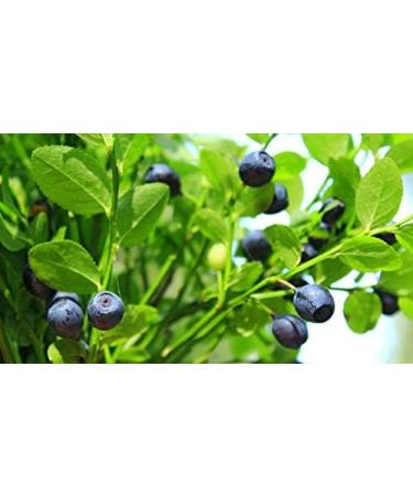 Indigo Herbs Organic Blueberry Powder 50g - Buy Online on GoSupps.com