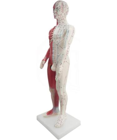 Acupuncture and Moxibustion Meridian and Extra Point Human Body Model Educational Dolls 60Cm Male Acupuncture Anatomy Model Human Meridian Point Muscle Anatomy for Display Teaching - Buy Online on GoSupps.com