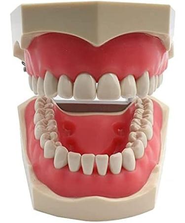 1PC Universal Dental Tooth Teaching Model - Soft Rubber Removable Teeth for Medical Study - Buy Online on GoSupps.com