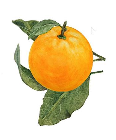 Bio_tique Bio Orange Peel Body Soap | Exfoliating & Revitalizing | 100% Botanical Extracts | Deep Cleansing for All Skin Types | 150g - Buy Online on GoSupps.com