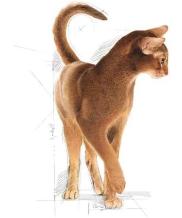 Royal Canin Aroma Exigent Complete Adult Dry Cat Food 2 x 400g - Buy Online on GoSupps.com