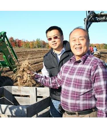 Hsu's SKU 0121-8 American Ginseng Large Prongs 100% Wisconsin American Large Prong 8 oz Box - Buy Online on GoSupps.com