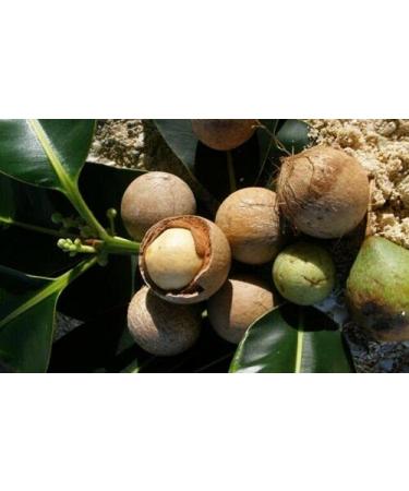 Dr Joe Lab Tamanu Oil 16 oz Pure Natural Cold Pressed Unrefined Extra Virgin Tamanu Nut Oil - A for Face Hair Skin Body Nail Locs and Beard - Buy Online on GoSupps.com