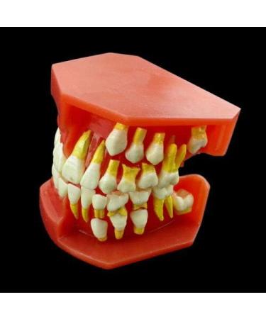 Buy Dental Study Teeth Model with Removable Gums & Permanent Teeth - Ideal for Demonstration & Education | International Shipping Available - Buy Online on GoSupps.com