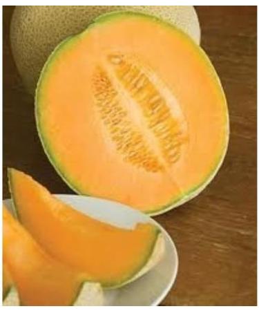 35 Hales Best Jumbo Cantaluupe 2018 (All Non-ogm semi-cimel Vegetable!) - Buy Online on GoSupps.com