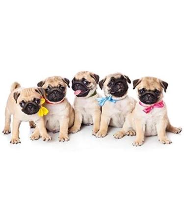 SPA PURE Adopt a Puppy XL Bath Bomb for Kids (Ages 2-12) - Handmade in USA with Surprise Puppy Inside - Buy Online on GoSupps.com
