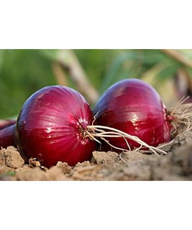9 kg - Red Onion - Calabria - Digital Garden - Buy Online on GoSupps.com