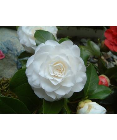 L'Erbolario Camellia - Refined Notes Of Camellia - Warmth Of Elemi And Amber - Exotic Spicy Essence Of Tonka Bean - Unique And Seductive Natural Fragrance - Floral Powdery Scent - 3.3 Oz EDP Spray Camellia 3.3 Ounce (Pack of 1) - Buy Online on GoSupps.com