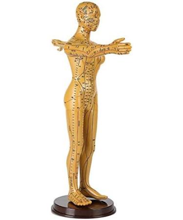 Human Female Acupuncture Anatomical Model with Acupuncture Points Bronze Color 50Cm - Buy Online on GoSupps.com