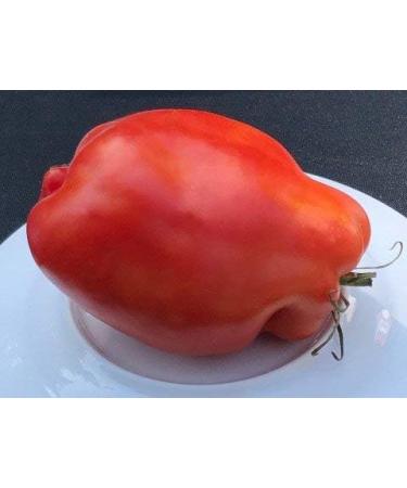5 pacchetti di 25 semi Polacco linguisa - Buy Online on GoSupps.com