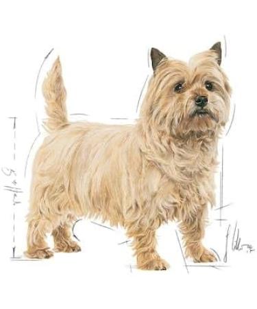 Royal Canin Light Weight Care Mousse | Pack of 4 | 4 x 12 x 85 g | Complete Food for Adult Dogs from 10 Months | for Dogs with a Tendency to Gain Weight - Buy Online on GoSupps.com