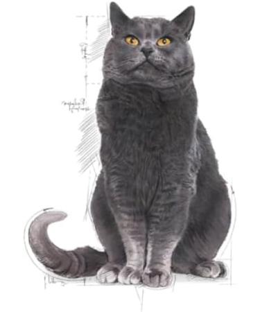 Royal Canin Ageing Sterilised 12+ Complete Dry Cat Food 4 x 400g - Buy Online on GoSupps.com