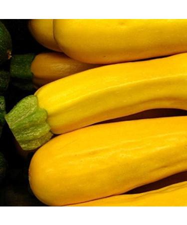 PLAT Firm Germinazione dei semi: 25 - Semi: ibrida Goldrush Yellow Zucchini Squash-cremoso Carne Bianca! Tasty TRASPORTO Libero! - Buy Online on GoSupps.com