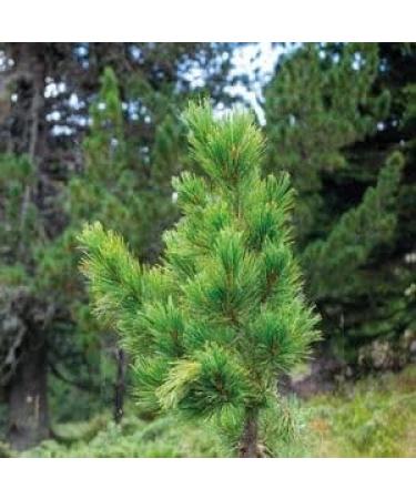 Zirbelino Sauna Pine Cushion 28x16cm | Cotton with Resinous Pine Shavings | Ideal for Bathroom Wardrobe & Sauna - International Shipping - Buy Online on GoSupps.com