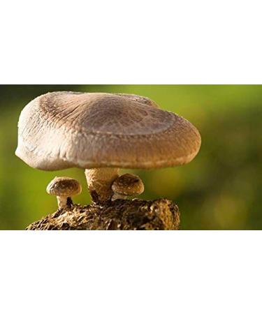 Shiitake Mushroom Powder - 100g (Quality Assured) - Buy Online on GoSupps.com