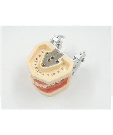 ZCbyBT Toothoral Model - 28 Screws for Fixing Teeth & Removable Gums | Ideal for Practical Operations & Demonstration Lessons - International Shipping Available - Buy Online on GoSupps.com