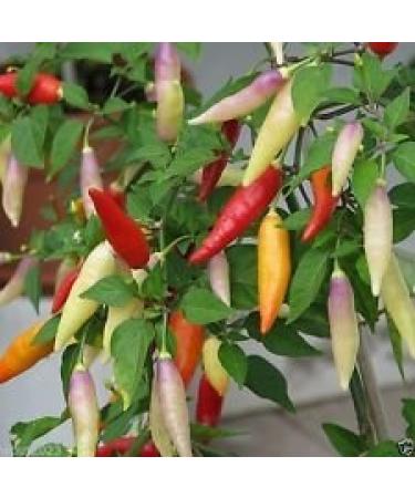 20 Aji Omni Colori Pepper semi (Capsum baccatum) dal Per Mild saporito-Rare