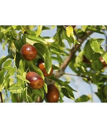 Miel de jujubier royal du Y men pot de 175 g un miel Rare et unique - 100% Naturel - Buy Online on GoSupps.com