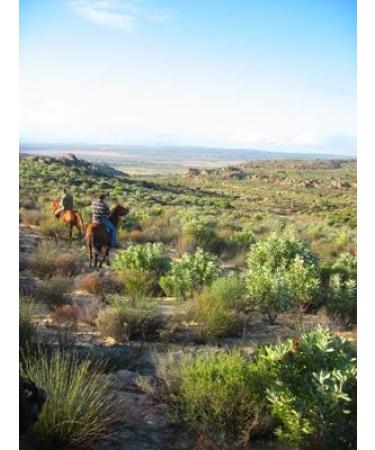 Rare Tea Company Wild Harvest Rooibos Loose Leaf Herbal Tea 50g - Premium Quality - Buy Online on GoSupps.com