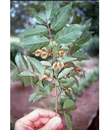 Kinkeliba leaves 100 g feulle de kink liba Deggeh seh haw sehhaw feiba kenkeliba djeka qinkeliba natural and wild - Buy Online on GoSupps.com