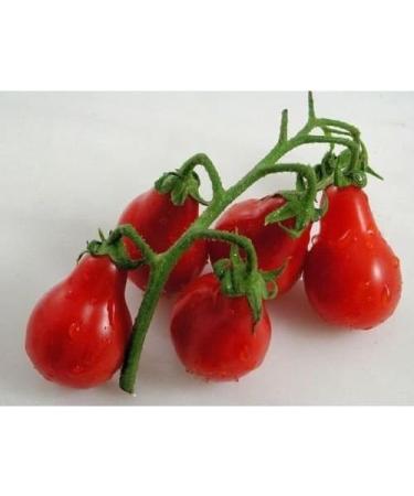30 Rosso Tomato Pear 2018 (All Non-ogm semi-cimel Vegetable!) - Buy Online on GoSupps.com